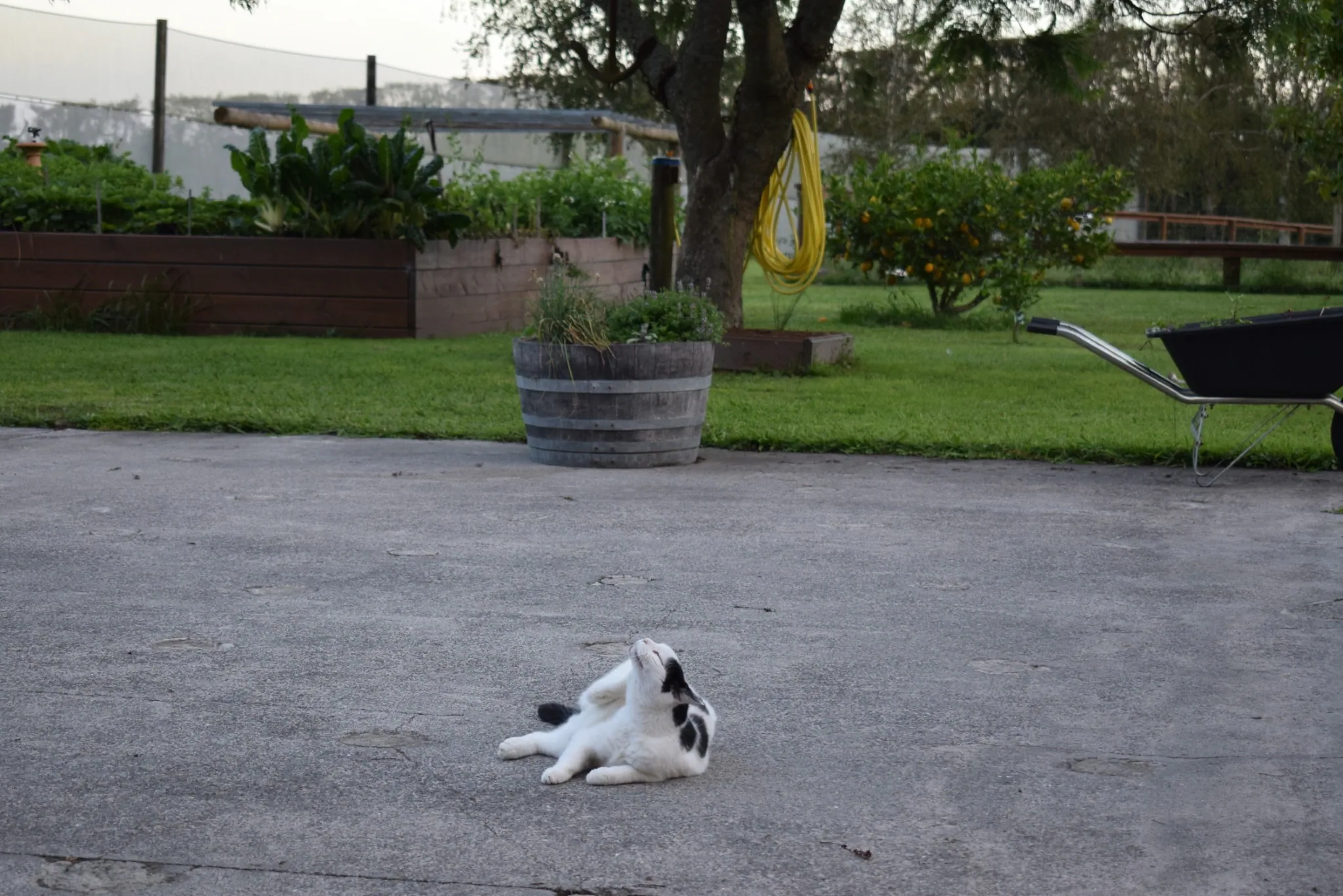 A28 marshall venturing further afield 28 jan 2018 (8)